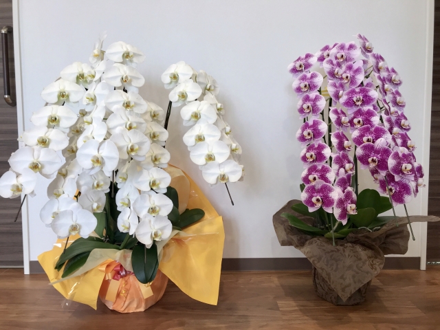 オフィスの移転祝いの選び方やマナーを解説 相場やメッセージの書き方 贈る時の注意点も紹介 コクヨマーケティング